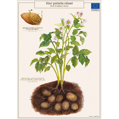 Omslags bild för Affisch Hur potatis växer