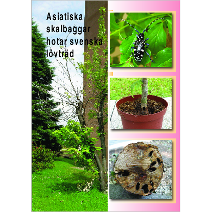 Omslags bild för Asiatiska skalbaggar hotar svenska lövträd